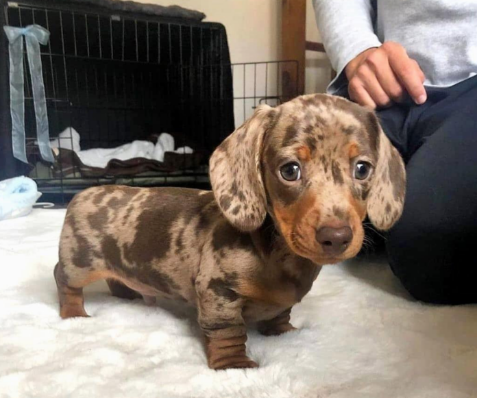 Dachshunds: How Fast Can These Little Dogs Run?